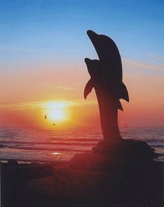 Galveston dolphin sunrise